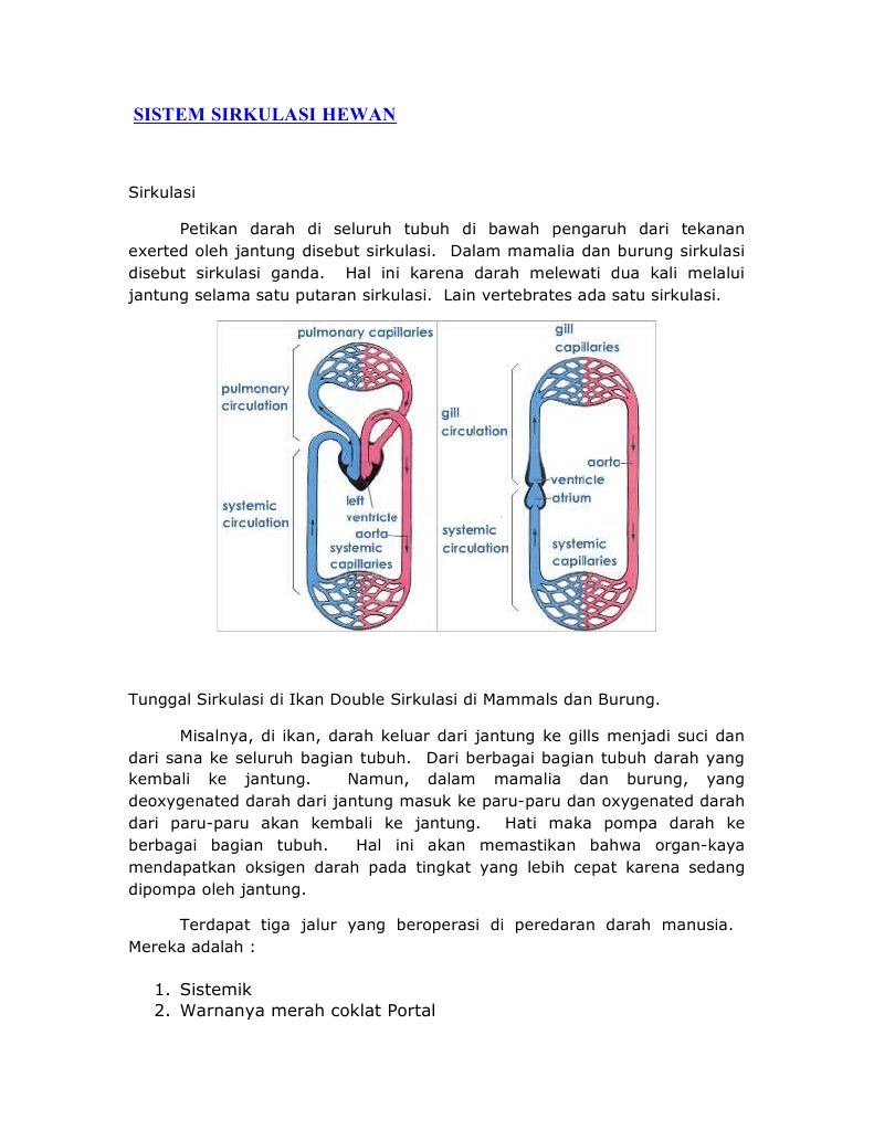 Sistem Sirkulasi Hewan 1 Sistemik 2 Warnanya Merah Coklat Portal