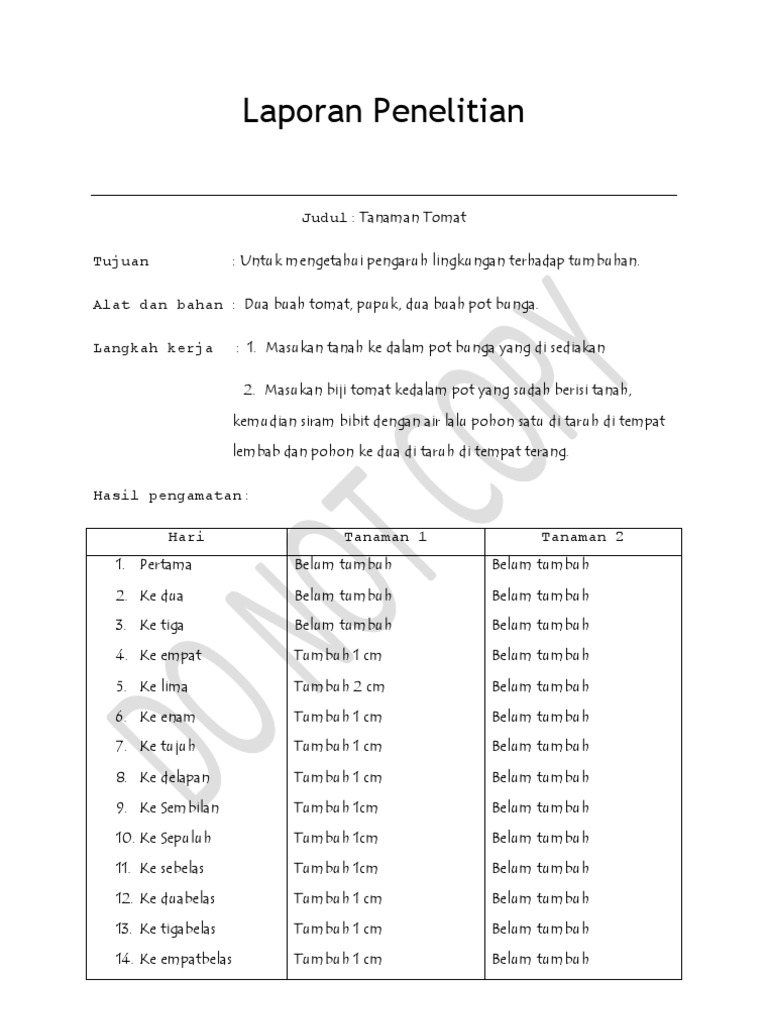 Laporan Penelitian Tanaman Tomat