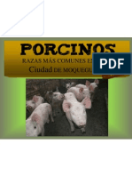 porcinos12