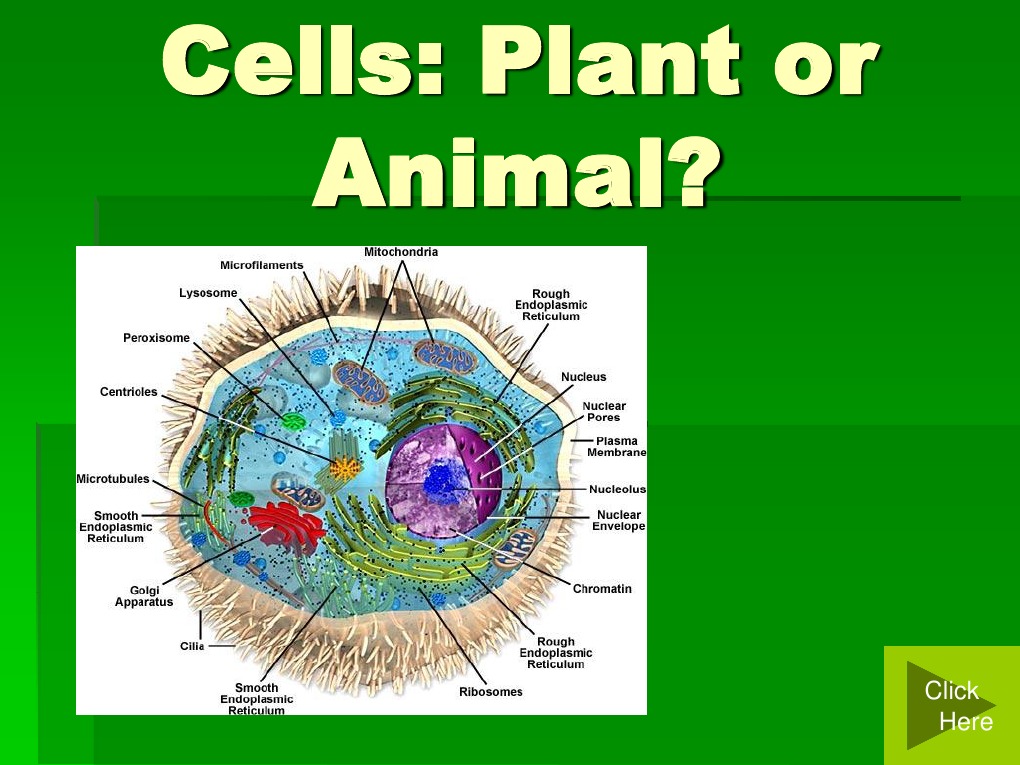 CellPartsAnvsPL Ribosome Cell (Biology)