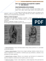 Sistemas Fundamentales Del Ser Humano