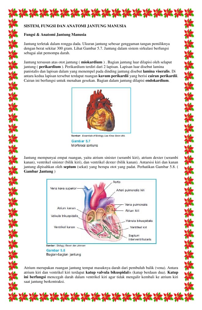Fantastis 17+ Gambar Jantung Manusia Dan Fungsinya ...