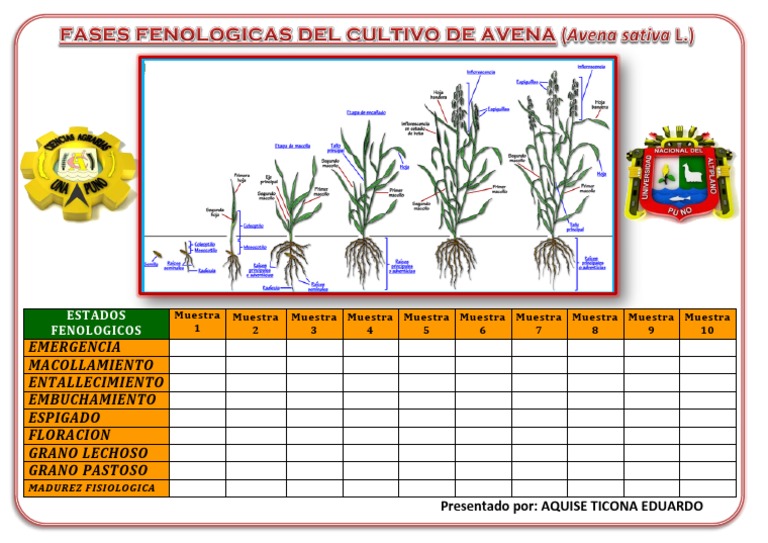 Fases Fenologicas De La Avena PDF