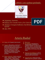Anatoma-Arterias Radia Lcubital y Arco Palmar