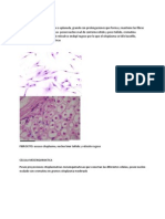 Citodiagnostico Normal