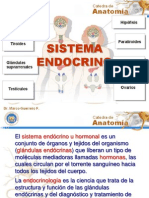 Sistema Endocrino1 1