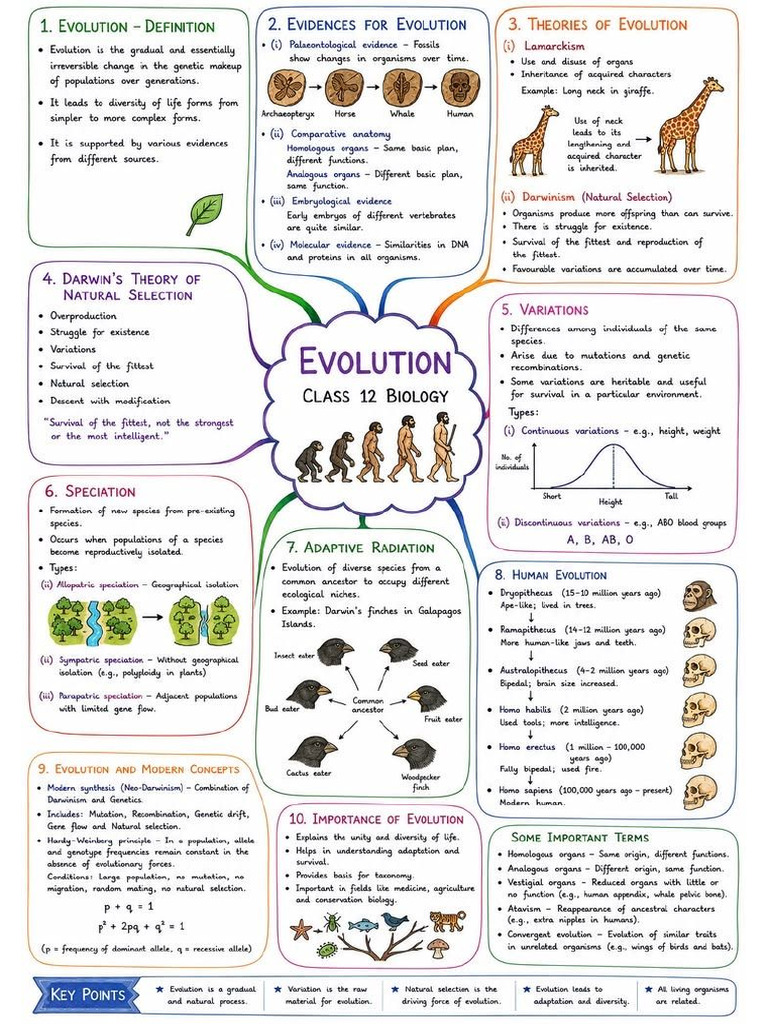 Grade 12 evolution notes.pdf | PDF