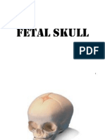 A&amp P - Fetal Skull