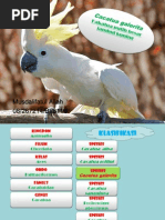 Download Cacatua galerita by lily_aliah SN109270217 doc pdf