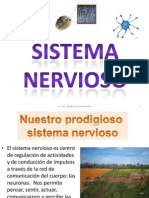 Sistema Nervioso Humano