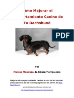 Como Mejorar El Comportamiento Canino de Tu Dachshund