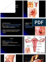 Aula de Sistema Reprodutor Humano (Anatomia Feminina)