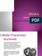 Microbiologia Inductrial Nucleo y Nucleolo