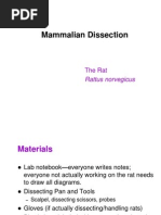 Mouse Dissection Guide: Anatomy Steps | PDF | Kidney | Liver