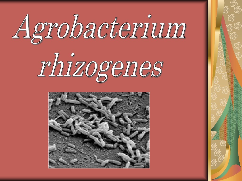 Agrobacterium rhizogenes | Polymerase Chain Reaction | Transformation ...