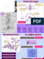 Flor de Papa