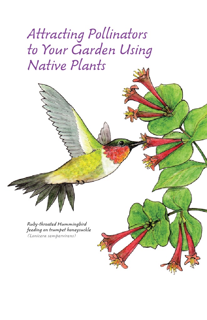 Attracting Pollinators To Your Garden Using Native Plants | PDF | Bees ...