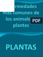 Enfermedades Mas Comunes de Animales y Plantas (4)