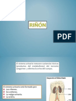 riñon