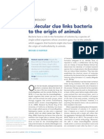 Molecular clue links bacteria to the origin of animals