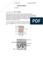 Fisiologia Humana i