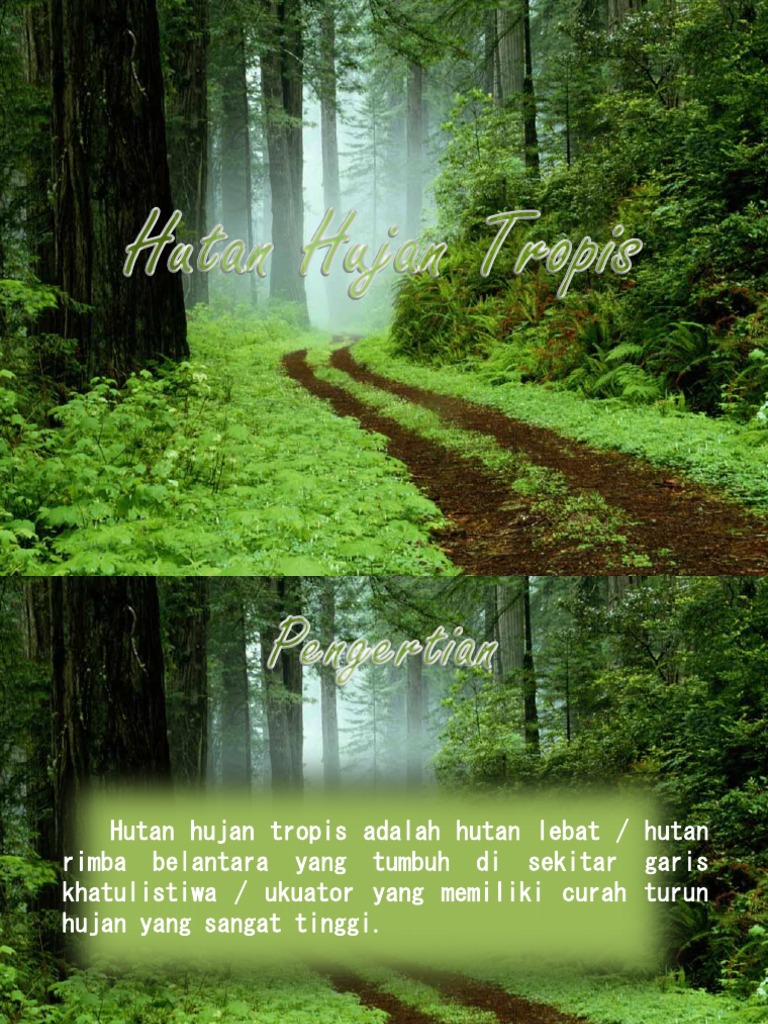 Contoh Ekosistem Hutan Hujan Tropis - Simak Gambar Berikut