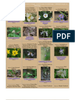 Maryland Wild Flower Catalog - Pictures and Information
