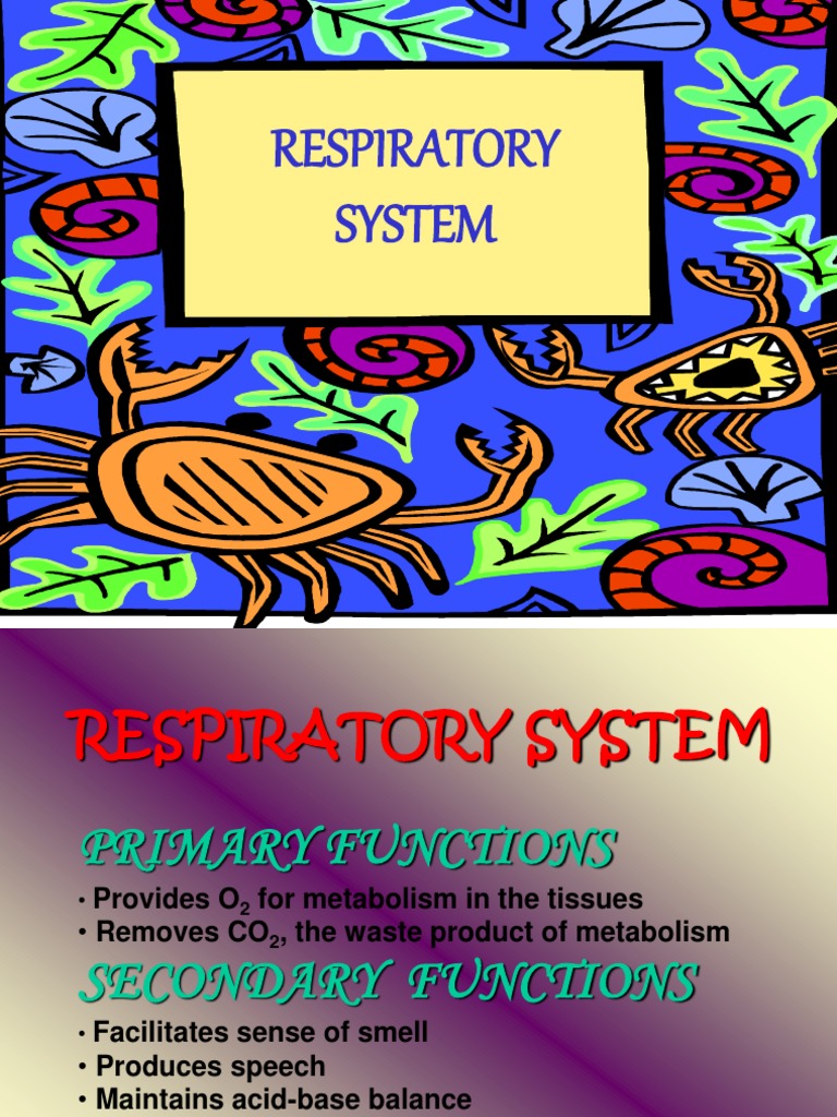 Med Surg Respiratory System Lung Pneumonia