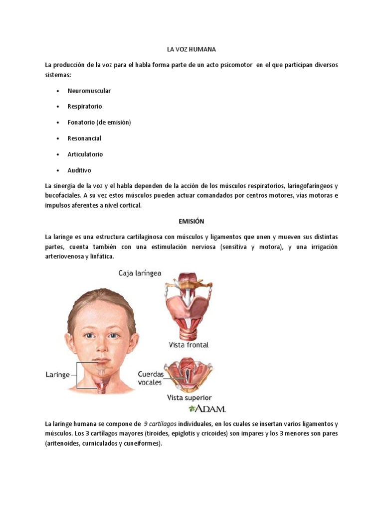 Producción y Función de la Voz Humana | PDF | Sistema respiratorio ...