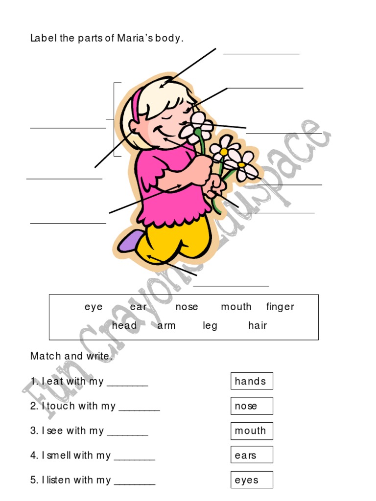Worksheet Parts of My Body