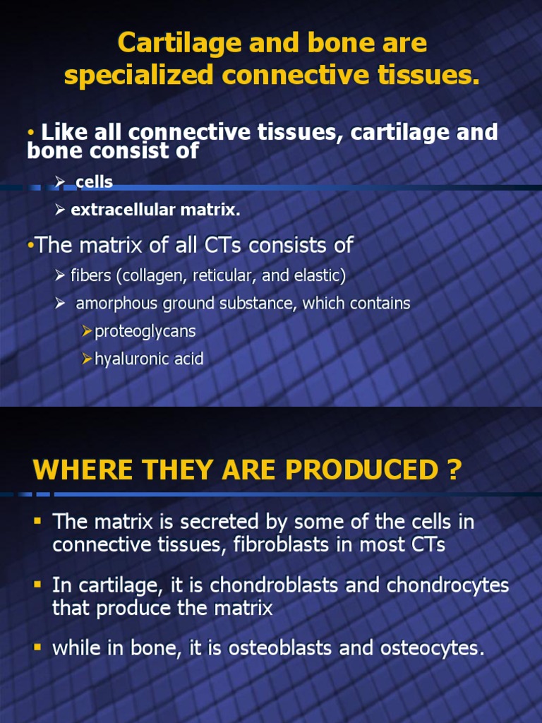 Cartilage and Bone Are Specialized Connective Tissues | PDF | Bone ...