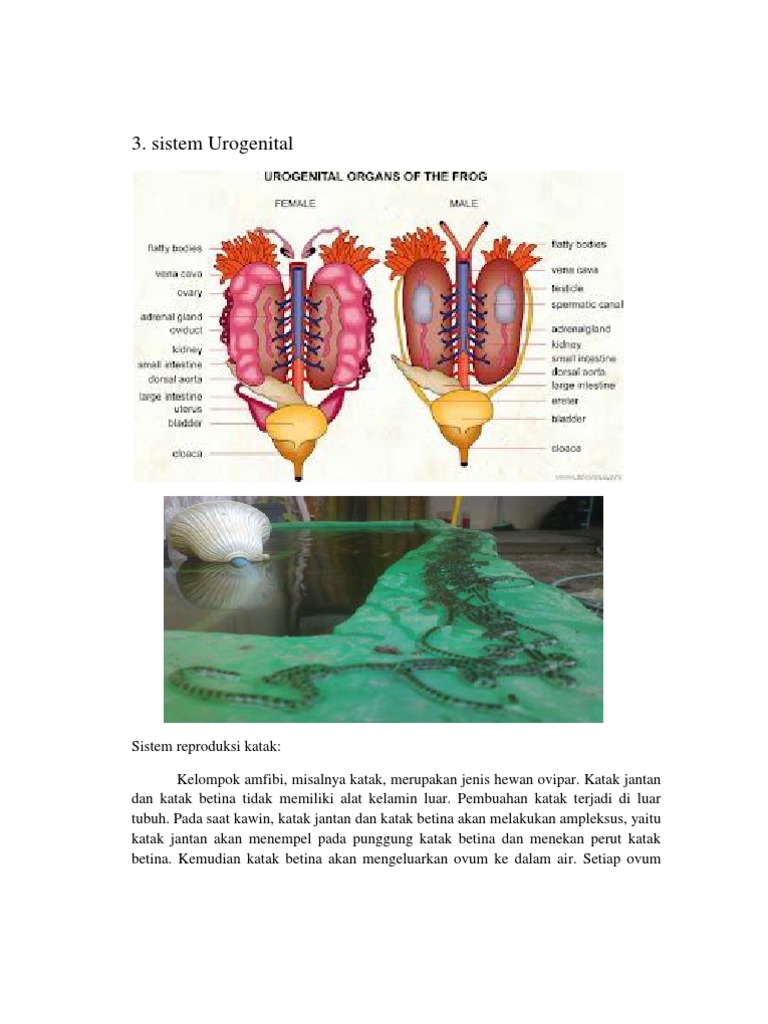  Reproduksi  Amfibi 