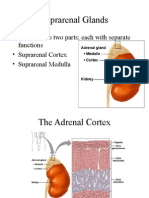 Suprarenal Glands: - Divided Into Two Parts Each With Separate Functions - Suprarenal Cortex - Suprarenal Medulla