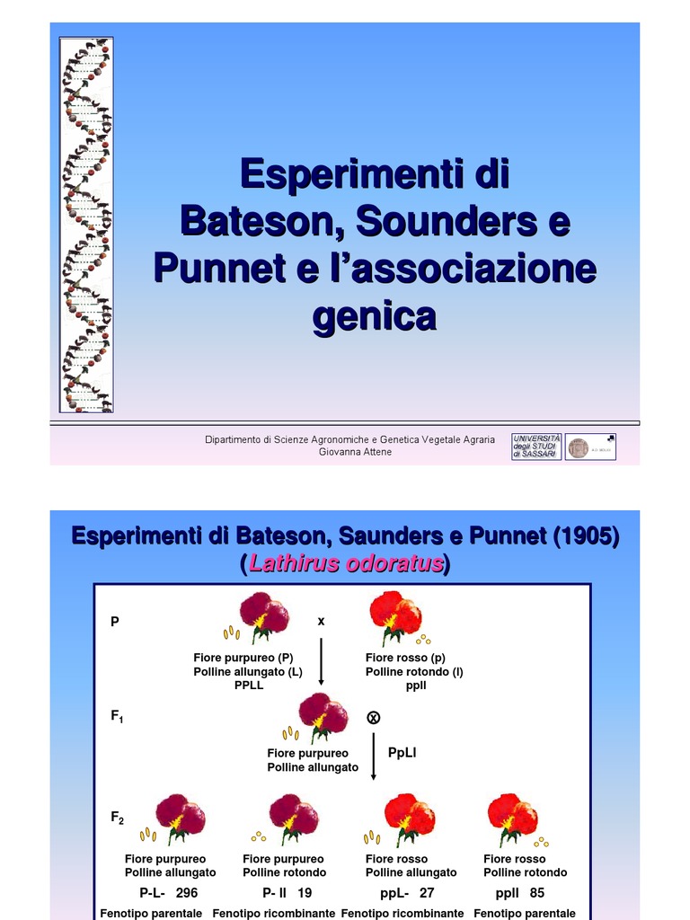 12 Esperimento Di Bateson e Punnet e Associazione Genetica Genetica ...