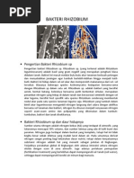 Download BAKTERI RHIZOBIUM by Ichan Cah Pocin SN110785870 doc pdf