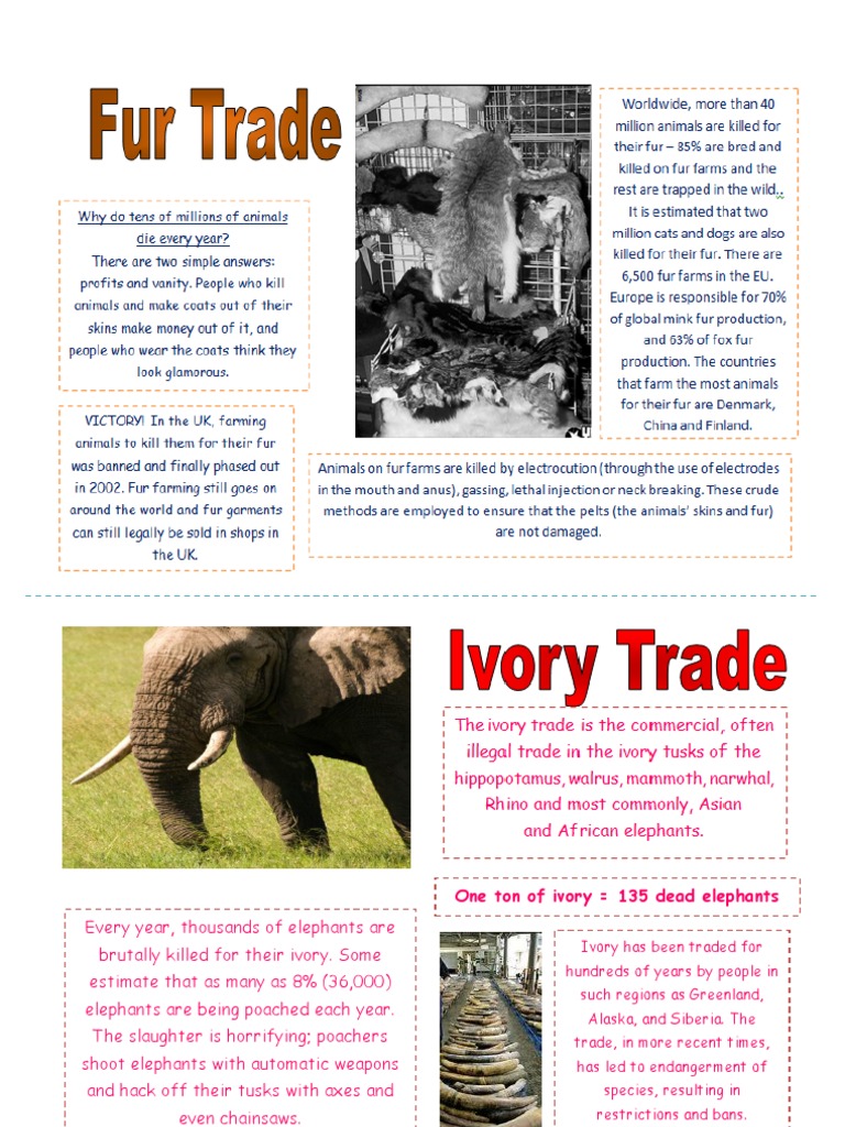 Elephant Poaching and Ivory Trade Facts | PDF | Home & Garden