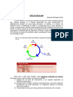 Ciclo Celular