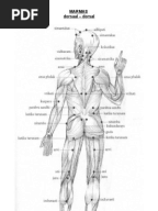 Varma kalai pressure points