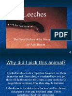 Leeches