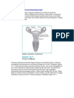 Proses Fertilisasi Dan Proses Perkembangan Zigot