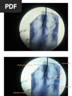 24 Hour Chick Embryo