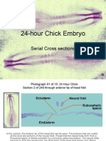 24hr Chick Cross Sections