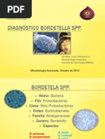 Diagnóstico de Género Bordetella spp. Luis Colihuinca Llancapan