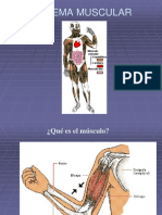 4 Sistema Muscular