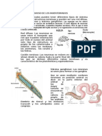 Sistema Nervioso de Los Invertebrados