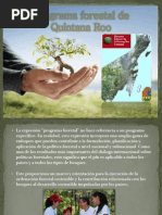 Programa Forestal de Quintana Roo