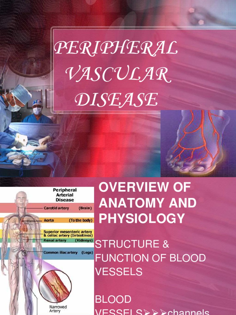 Peripheral Vascular Diseases K | PDF | Lymphatic System | Circulatory ...