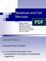 Apoptosis and Cell Necrosis