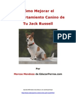 Como Mejorar El Comportamiento Canino de Tu Jack Russell