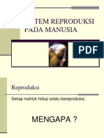 Sistem Reproduksi Pada Manusia